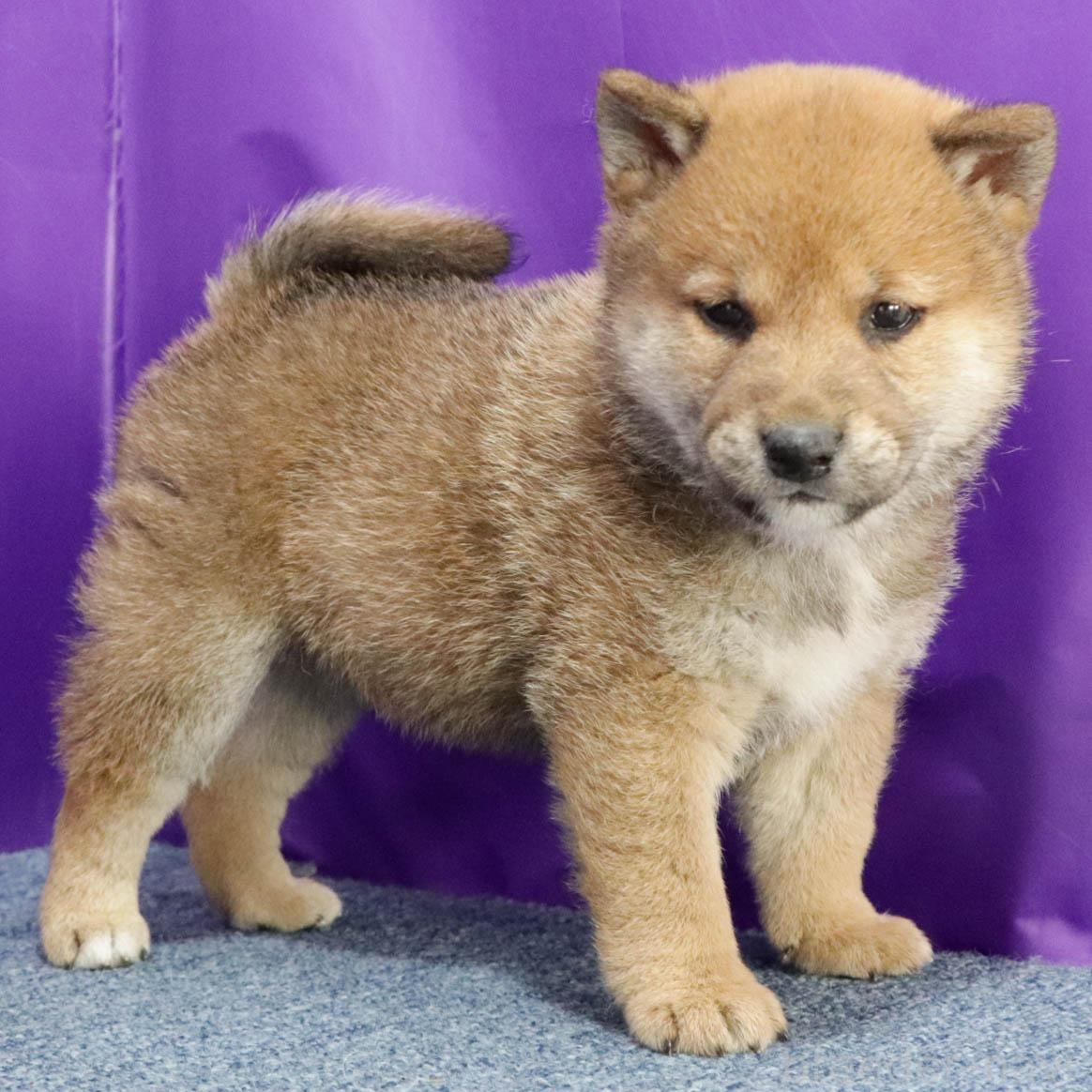 販売中の愛知県の柴犬-388033の4枚目